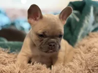 Napoleon , a male French Bulldog for sale in Little Rock, AR – 2 of 9