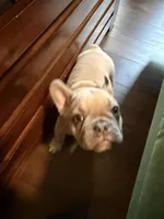 Napoleon , a male French Bulldog for sale in Little Rock, AR – 3 of 9