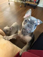 JD, a male French Bulldog for sale in Little Rock, AR – 5 of 8
