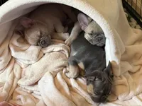 JD, a male French Bulldog for sale in Little Rock, AR – 2 of 8