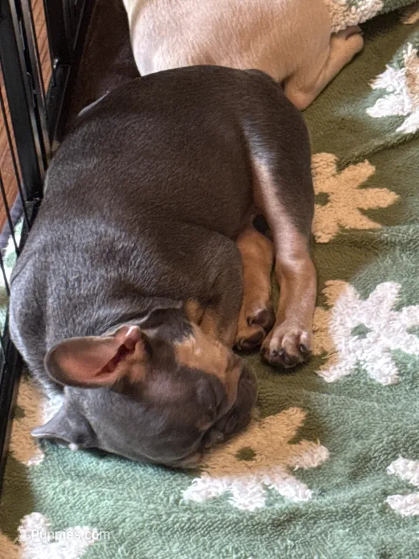 JD – French Bulldog puppy on hold in Little Rock, AR