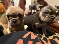 JD, a male French Bulldog for sale in Little Rock, AR – 6 of 8