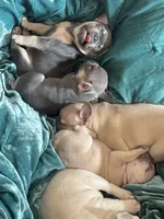 JD, a male French Bulldog for sale in Little Rock, AR – 3 of 8