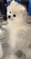 remy, a female Pomeranian for sale in Sacramento, CA – 3 of 3
