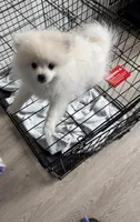 remy, a female Pomeranian for sale in Sacramento, CA – 2 of 3