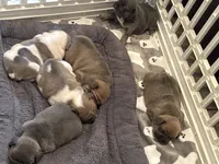 Sugar, a female French Bulldog for sale in Cincinnati, OH – 4 of 4