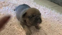 Sugar, a female French Bulldog for sale in Cincinnati, OH – 2 of 4