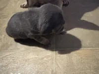 Sugar, a female French Bulldog for sale in Cincinnati, OH – 3 of 4