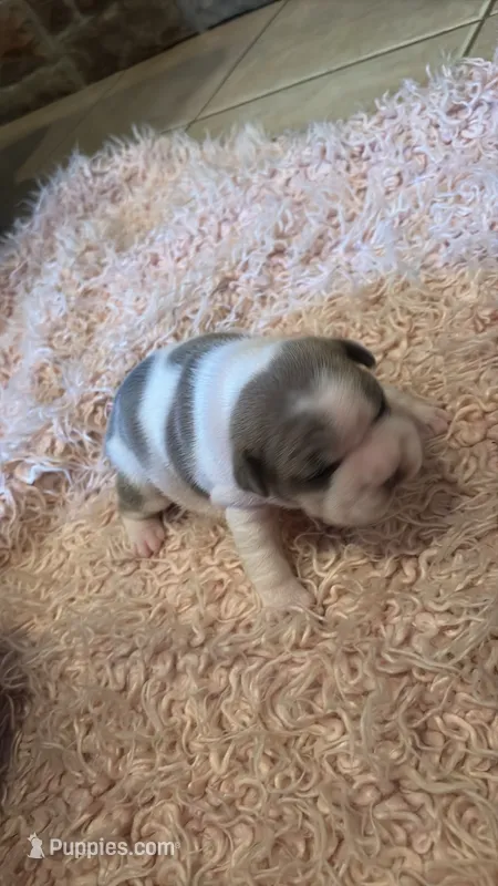 Sugar – French Bulldog puppy for sale in Cincinnati, OH