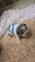 Sugar, a female French Bulldog for sale in Cincinnati, OH – 1 of 4