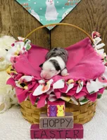 Iris - Blue Merle Female , a female Australian Shepherd for sale in Warrenton, MO – Photo 5 of 6