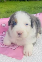 Iris -  Blue Merle blue eyes , a female Australian Shepherd for sale in Warrenton, MO – Photo 3 of 6