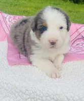 Iris -  Blue Merle blue eyes , a female Australian Shepherd for sale in Warrenton, MO – Photo 2 of 6