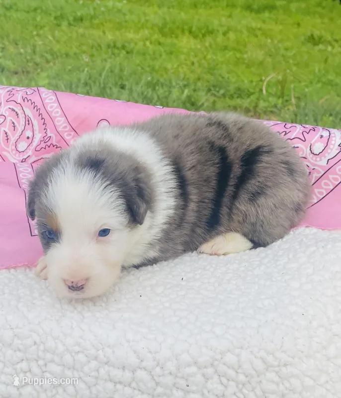 Iris -  Blue Merle blue eyes  – Australian Shepherd puppy for sale in Warrenton, MO