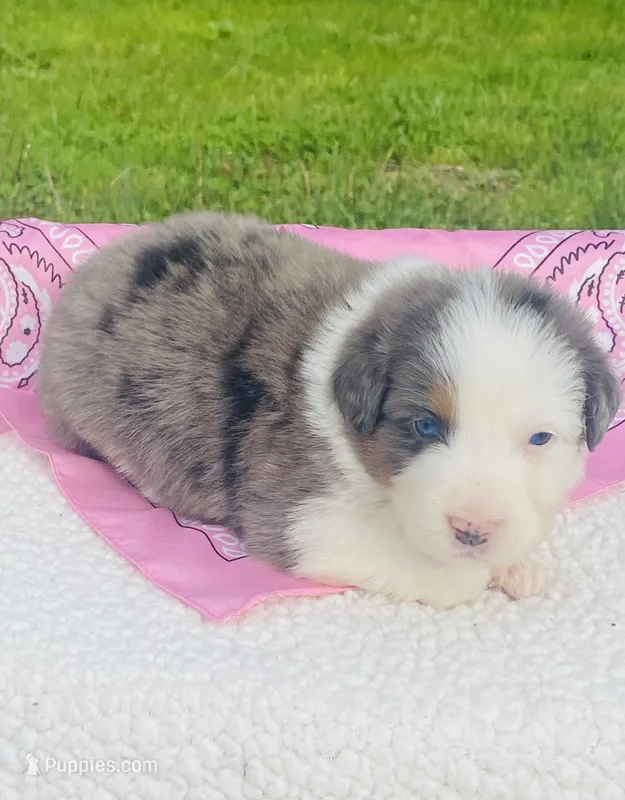 Iris -  Blue Merle blue eyes  – Australian Shepherd puppy for sale in Warrenton, MO