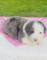 Iris -  Blue Merle blue eyes , a female Australian Shepherd for sale in Warrenton, MO – Photo 4 of 6
