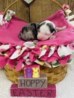 Iris - Blue Merle Female , a female Australian Shepherd for sale in Warrenton, MO – Photo 2 of 6