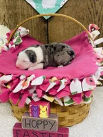 Iris - Blue Merle Female , a female Australian Shepherd for sale in Warrenton, MO – Photo 4 of 6