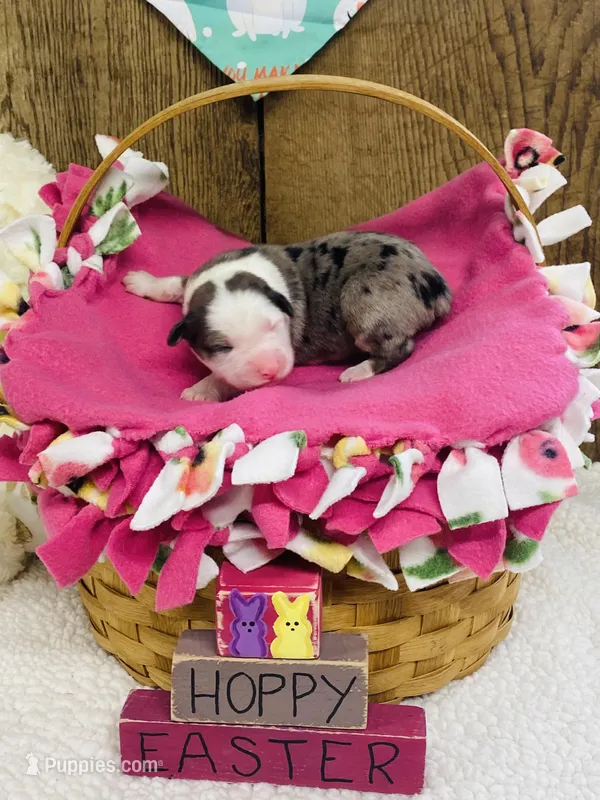 Iris - Blue Merle Female  – Australian Shepherd puppy for sale in Warrenton, MO