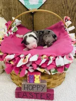 Iris - Blue Merle Female , a female Australian Shepherd for sale in Warrenton, MO – Photo 1 of 6