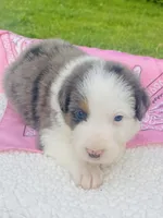 Iris -  Blue Merle blue eyes , a female Australian Shepherd for sale in Warrenton, MO – Photo 5 of 6