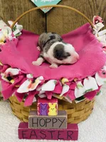 Iris - Blue Merle Female , a female Australian Shepherd for sale in Warrenton, MO – Photo 3 of 6