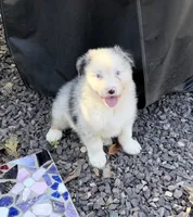 Jo Dee blue merle blue eyes, a female Australian Shepherd for sale in Warrenton, MO – 3 of 6