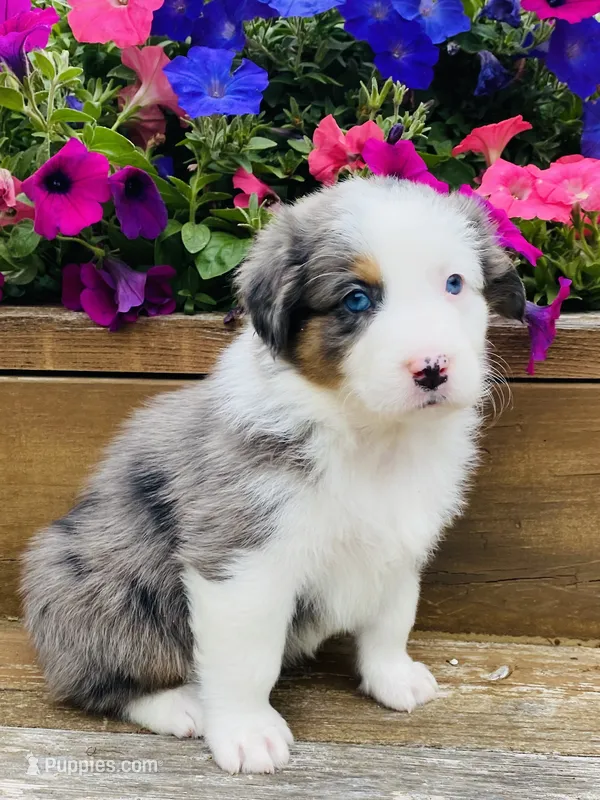 Tulip - Blue Merle blue eyes – Australian Shepherd puppy for sale in Warrenton, MO