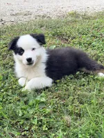 Joan - black tri blue eyes , a female Australian Shepherd for sale in Warrenton, MO – 6 of 7