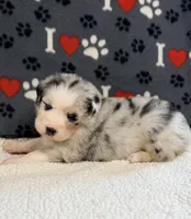 Jimi - blue merle blue eyes, a male Australian Shepherd for sale in Warrenton, MO – 3 of 6