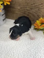 Candy - Black Tri Female , a female Australian Shepherd for sale in Warrenton, MO – 5 of 8
