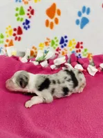 Jo Dee blue merle, a female Australian Shepherd for sale in Warrenton, MO – 2 of 5
