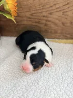 Chucky - Black Tri Male, a male Australian Shepherd for sale in Warrenton, MO – 2 of 7