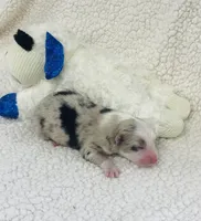 Jamie - blue merle, a male Australian Shepherd for sale in Warrenton, MO – 2 of 9