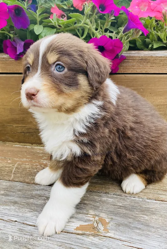 Rose -  Red Tri  – Australian Shepherd puppy for sale in Warrenton, MO