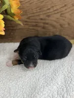 Boo - Black Tri Male , a male Australian Shepherd for sale in Warrenton, MO – 4 of 8