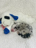Rip - blue merle , a male Australian Shepherd for sale in Warrenton, MO – 8 of 10