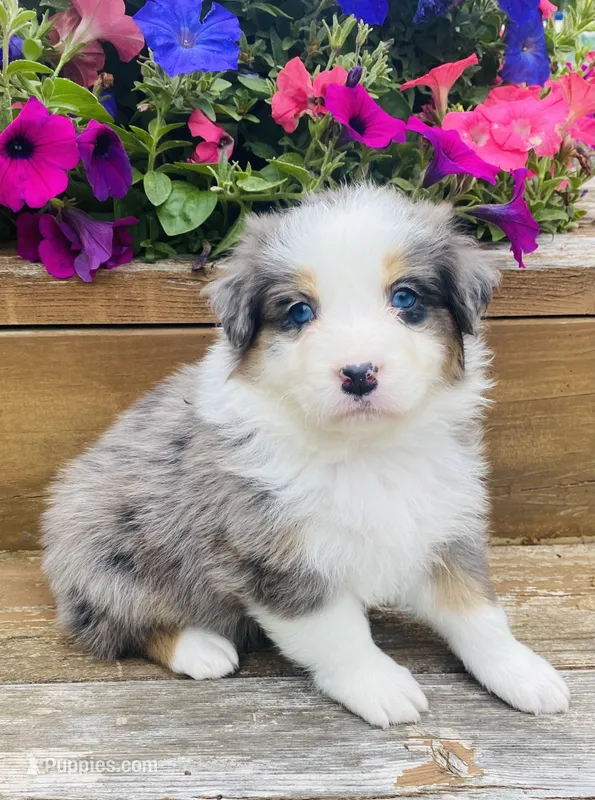 Lilac - Blue Merle blue eyes – Australian Shepherd puppy for sale in Warrenton, MO