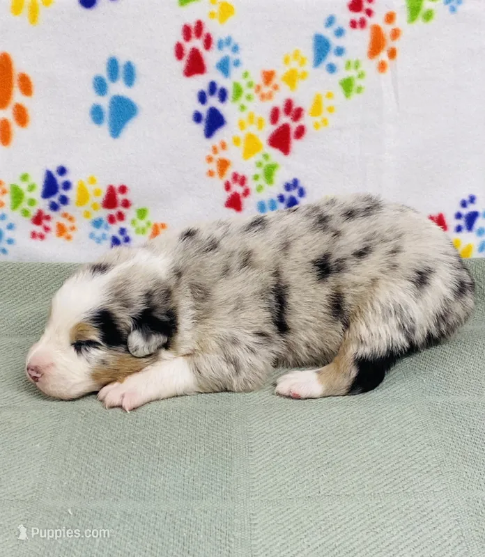 Rip - blue merle  – Australian Shepherd puppy for sale in Warrenton, MO