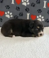 Jake - black tri bi-color eyes, a male Australian Shepherd for sale in Warrenton, MO – 3 of 6
