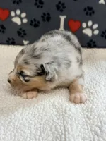Justin - blue merle blue eyes, a male Australian Shepherd for sale in Warrenton, MO – 3 of 7