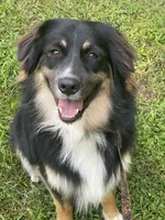Bruno - black tri male, a male Australian Shepherd for sale in Warrenton, MO – 6 of 6