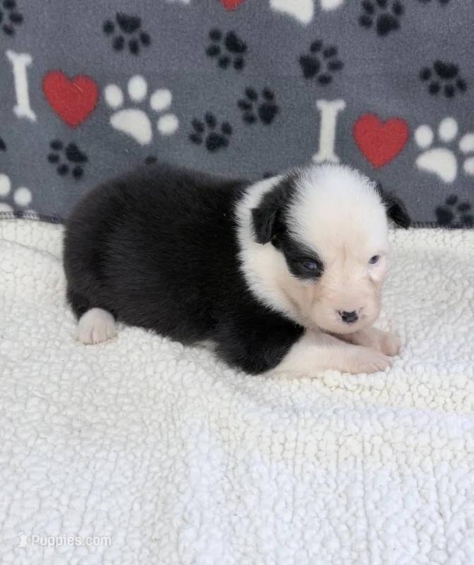 Joan - black tri blue eyes  – Australian Shepherd puppy for sale in Warrenton, MO