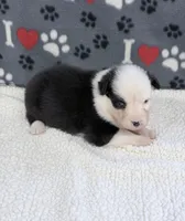 Joan - black tri blue eyes , a female Australian Shepherd for sale in Warrenton, MO – 1 of 5