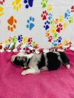June - blue merle , a female Australian Shepherd for sale in Warrenton, MO – 4 of 5