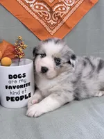 Jimi - blue merle blue eyes, a male Australian Shepherd for sale in Warrenton, MO – 5 of 6