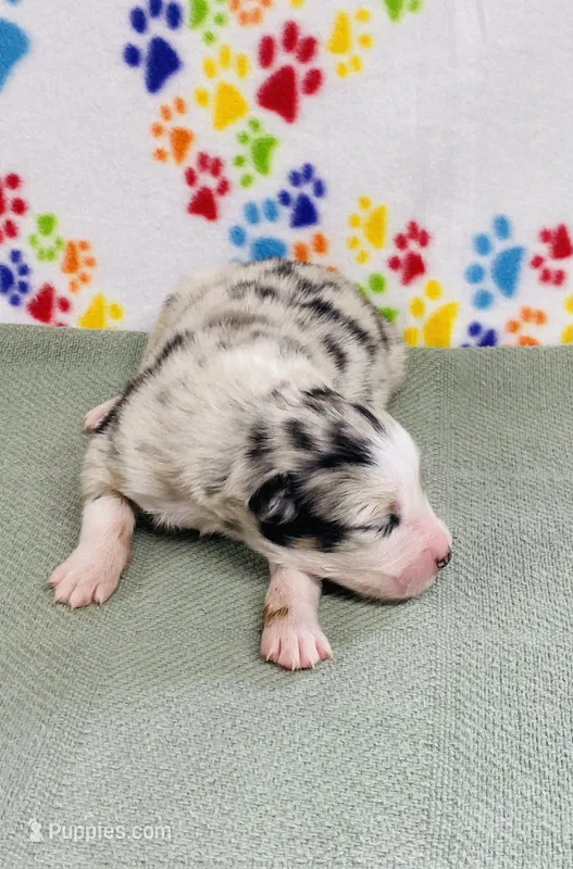Jimi - blue merle – Australian Shepherd puppy for sale in Warrenton, MO