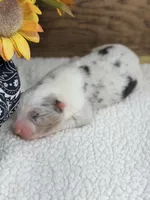 Ghost - Blue Merle Male , a male Australian Shepherd for sale in Warrenton, MO – 5 of 8