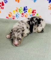 Justin - blue merle , a male Australian Shepherd for sale in Warrenton, MO – 1 of 5