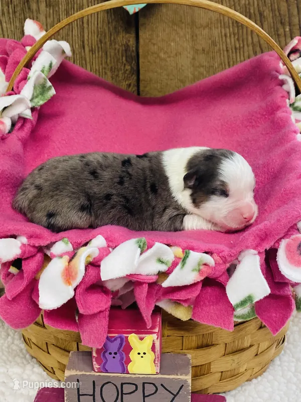 Lilac - Blue Merle  – Australian Shepherd puppy for sale in Warrenton, MO